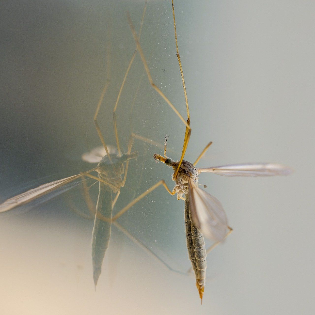 Moustiques à Pourrières