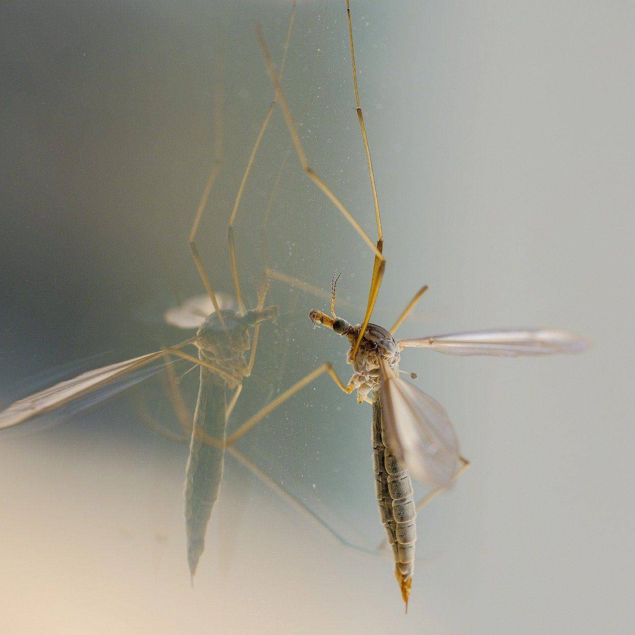 Moustiques sur Belgentier